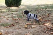 chiots �pagneul breton