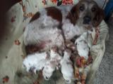 Vend chiots epagneuls bretons