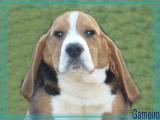 VENDS CHIOTS BEAGLE LOF