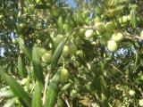 Ferme (fruits et olives) de 73 ha au Maroc