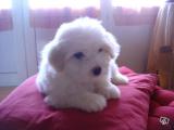 Très beau chiot  coton de tulear femelle de 03 mois lof