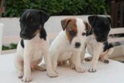 Chien de chasse type Jack Russell