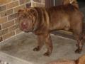 adorable chien sharpei a donner