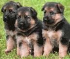 adorables chiots bergers allemand