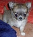 chiot femelle type chihuahua poil long