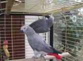 Adorable couple de perroquet Gris du Gabon