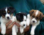 Disponible, 5 chiots type jack russell (non lof)