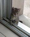 Donne 2 chatons tigr�s
