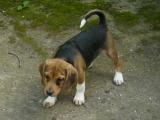 chiots type beagle-harrier