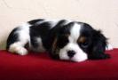 chiot m�le cavalier king charles