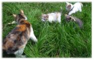 Donne 3 chatons femelles - Née le 28 mai 2011