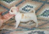 Chiots Chihuahua pour adoption
