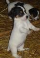 chiots jack russel pour la st valentin