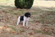 chiots �pagneul breton