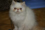 adorable chaton type persan