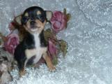 Chiot femelle type chihuahua non lof