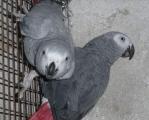perroquet couple gris du gabon