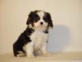 chiot cavalier king charles a donner 