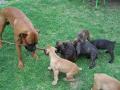 adorable chiots boxers a donner