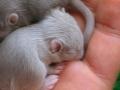 bébés gerbilles gris clair et gris foncé