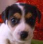 chiots jack russell