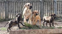 Chiots Fila Brasileiro LOF