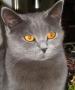 chatons chartreux loof yeux orange
