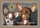 chihuahua chiots lof poil long/poil court m/f  (78)