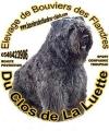 Bouvier des Flandres du Clos de la Luette