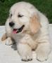 vends chiots golden retriever