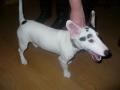 jack russel pure rase