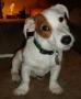 don chiot jack russell