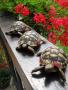 adorables tortues terrestres testudo hermmani