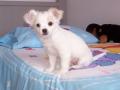 adorables chiots chihuahua pour adoption 