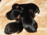 a r�server chiots yorkshire terrier