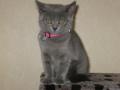 3 chatons type chartreux a donner 2femelles et 1male