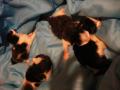 chatons croisés maine coon / sibérien à réserver