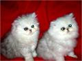 chatons type persan silver shaded