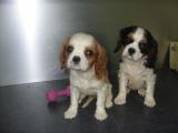 a reserver chiots cavalier king charles