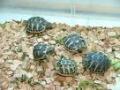magnifique tortues de terre