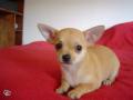 disponible chiot chihuahua lof poils courts