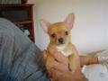 femelle chiot chihuahua poils courts, pure race