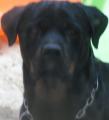 ROTTWEILER LOF A RESERVER POUR 2011