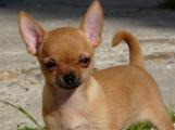 A Reserver 4 Chiots Types Chihuahua Non Lof