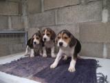 vend chiots beagles