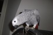 perroquet gris du Gabon de 6 mois