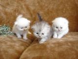 Magnifiques chatons persan a donner
