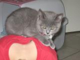 A donner 2 adorables bebes chatons chartreux