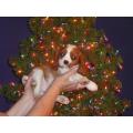 Donne mon chiot cavalier king charles