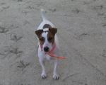 Chienne type Jack Russell de petite taille